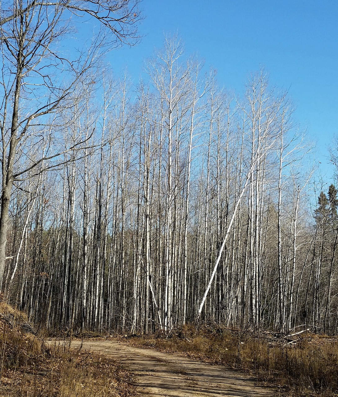 autumn forest birch free photo