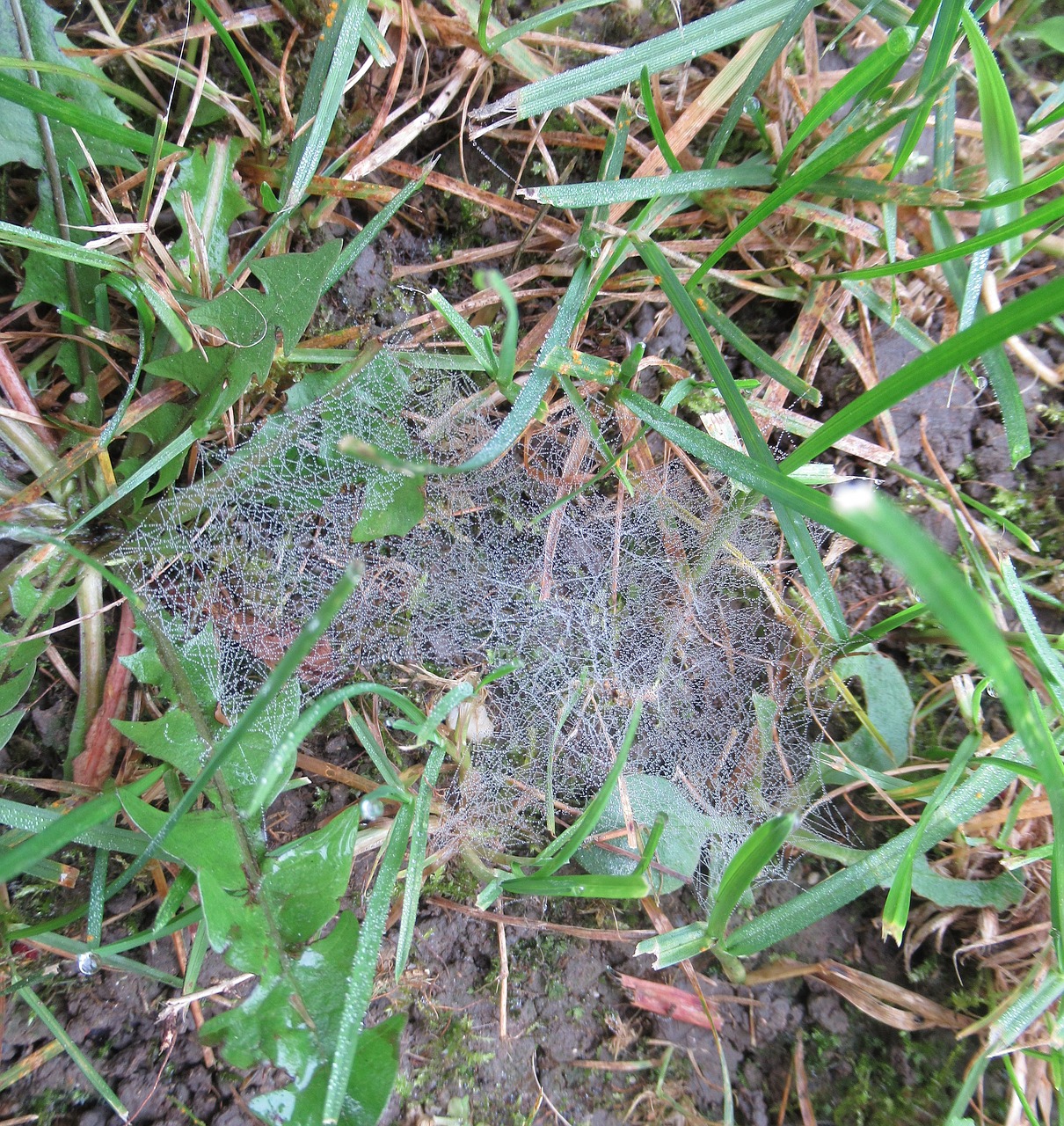 autumn dew web free photo