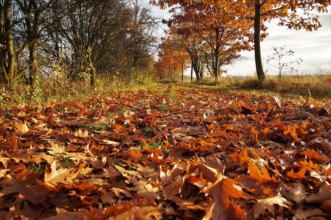 autumn fallen leaves the fallen free photo