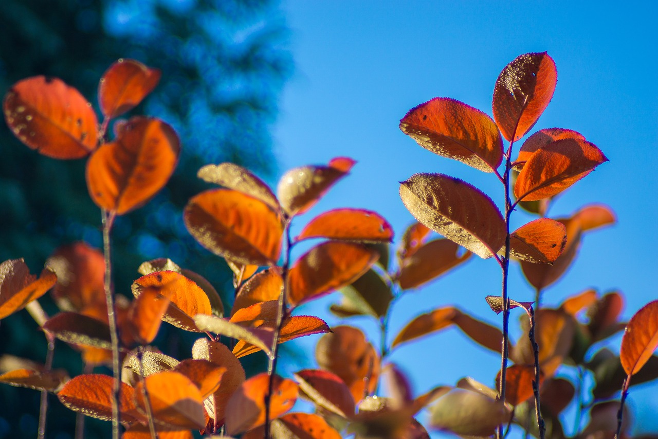 autumn bush foliage free photo