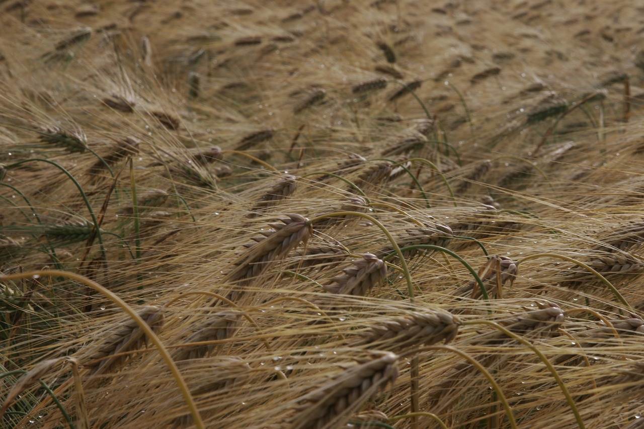 autumn cereals agriculture free photo