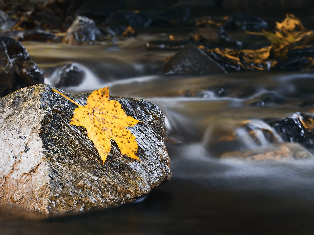 autumn autumn colours bach free photo