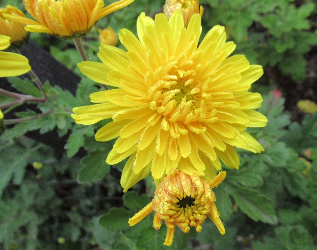 autumn chrysanthemum yellow free photo