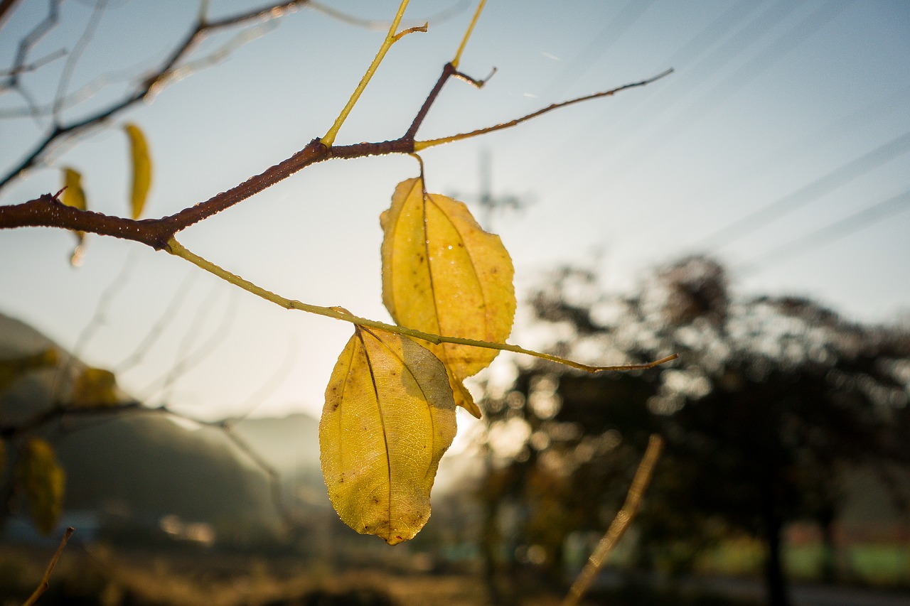 autumn autumn colors blue free photo