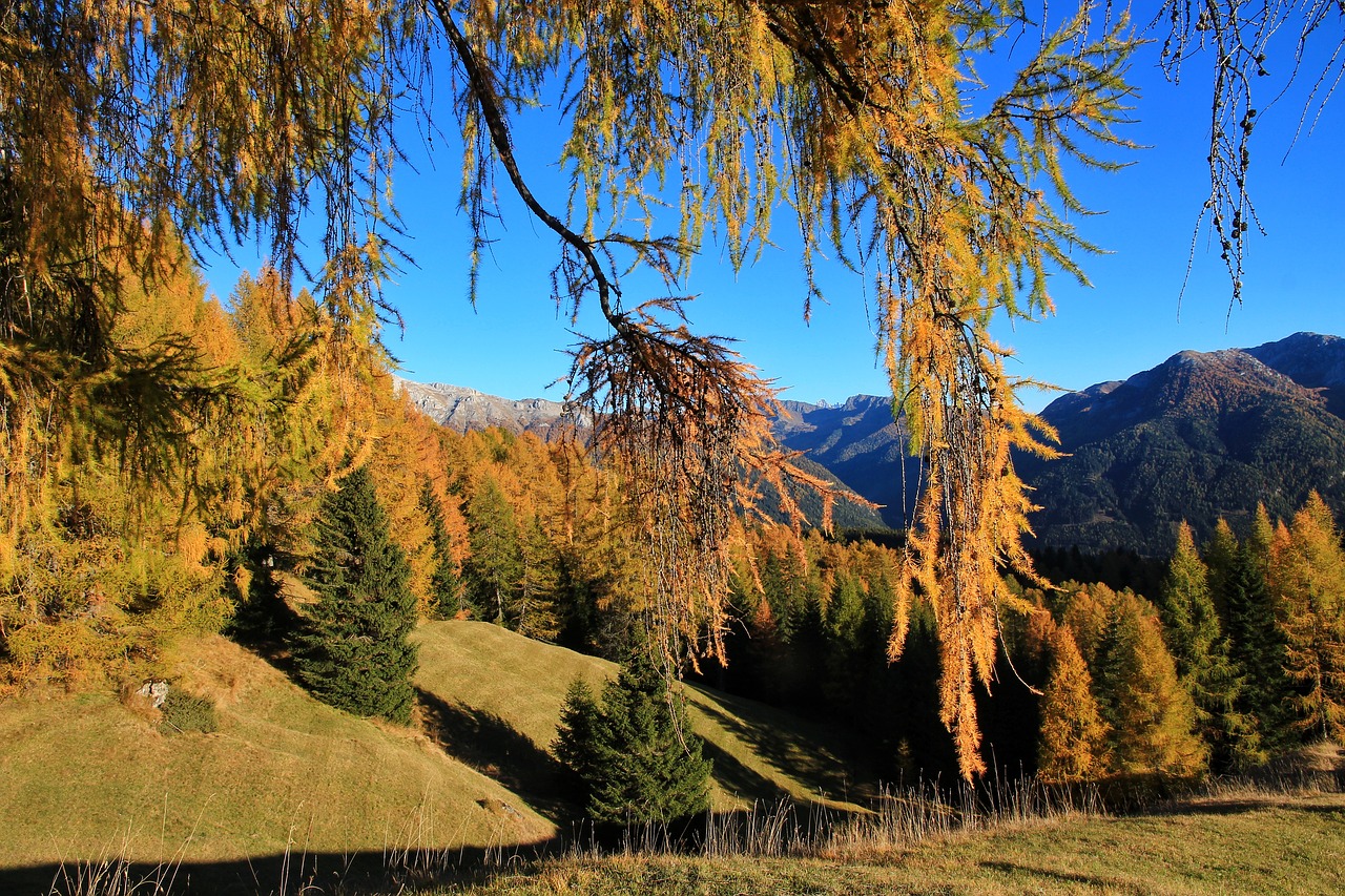 autumn mountain forest free photo