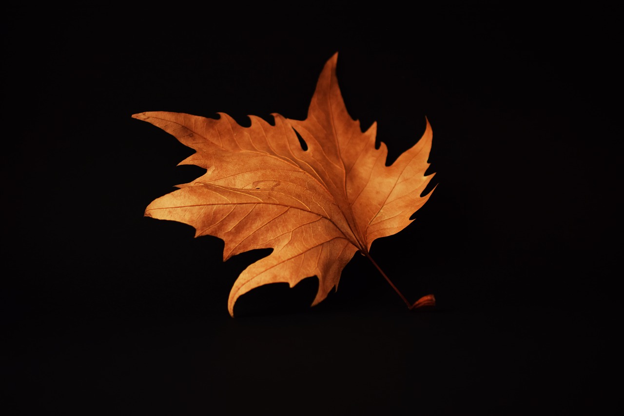 autumn autumn leaf black background free photo