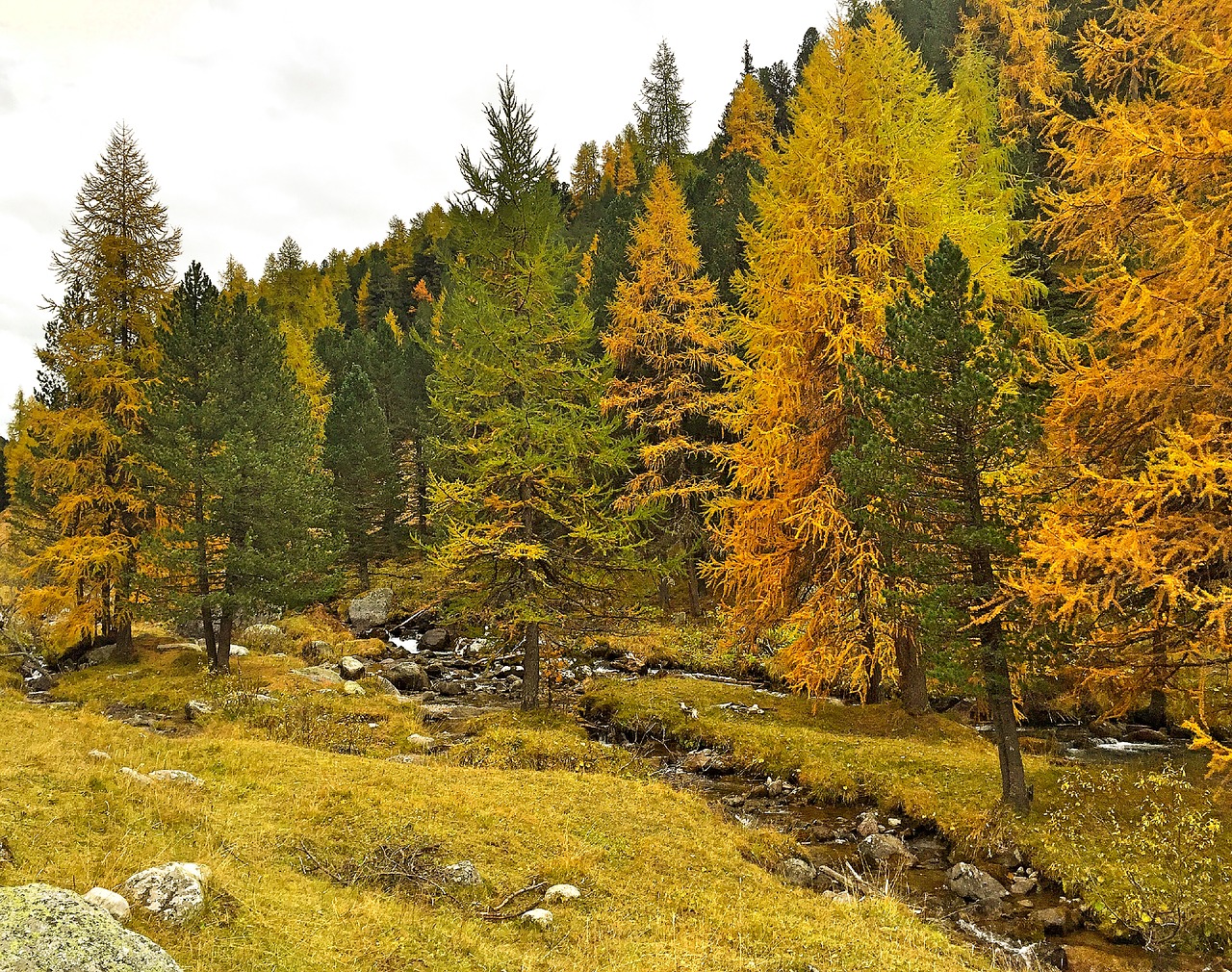 Осенний Кедровый лес