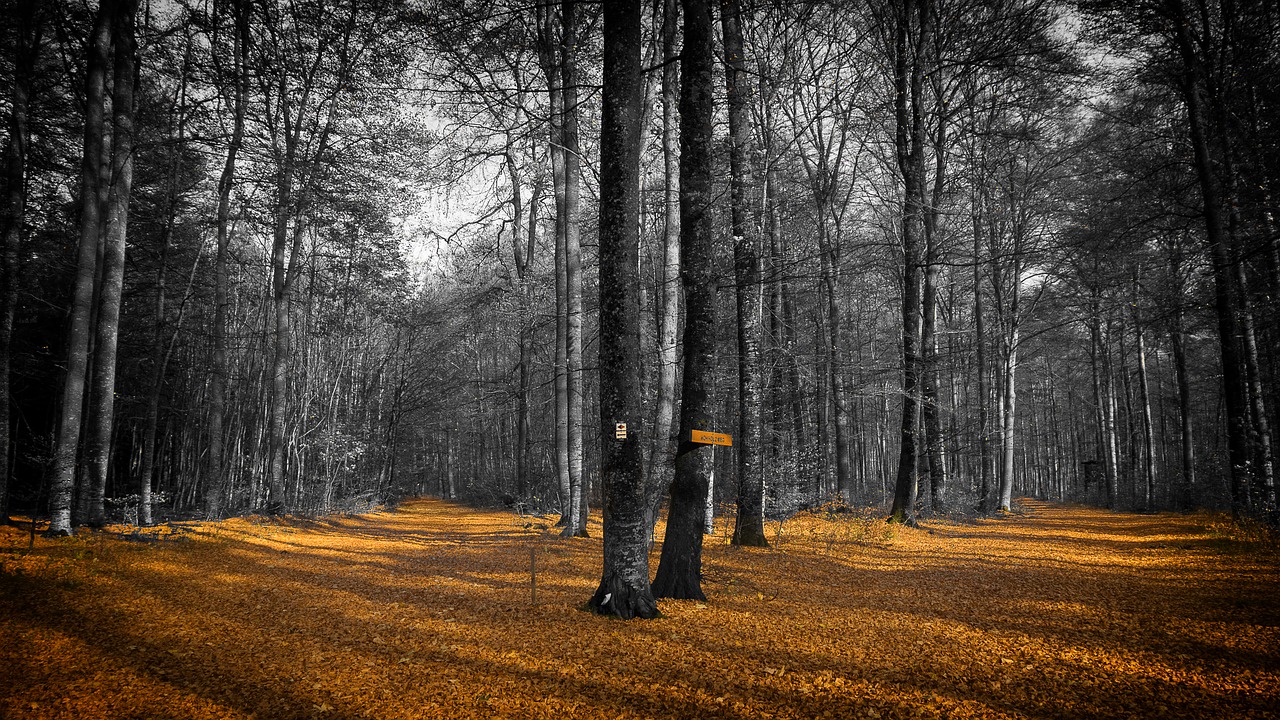 autumn leaves forest free photo