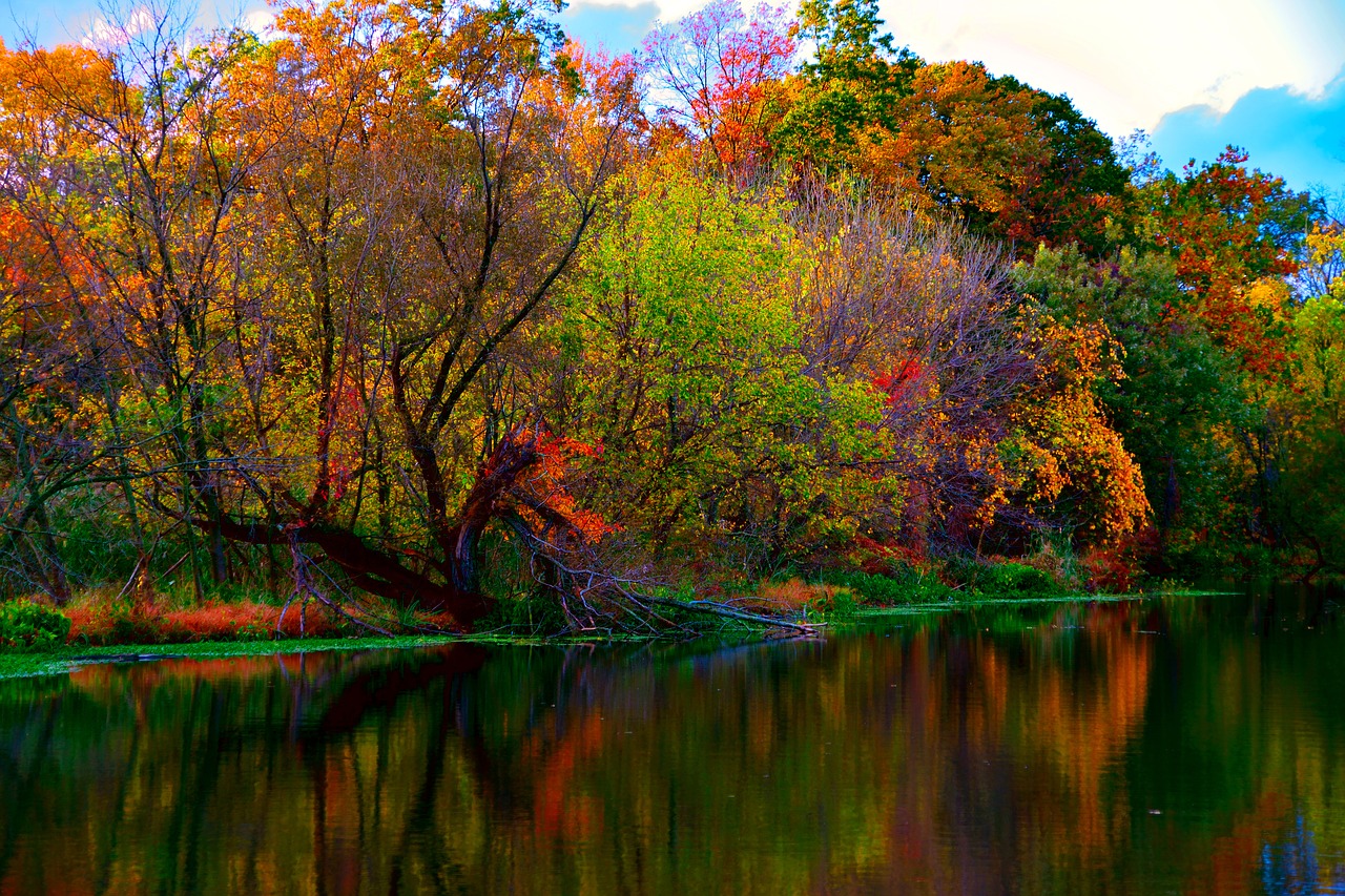 autumn leaves nature free photo