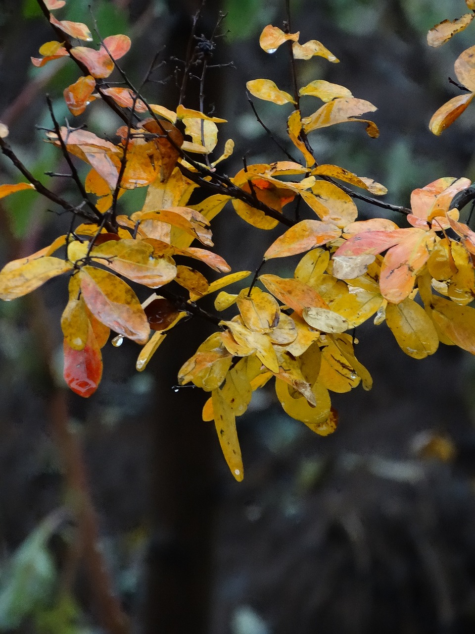 autumn leaves rain free photo