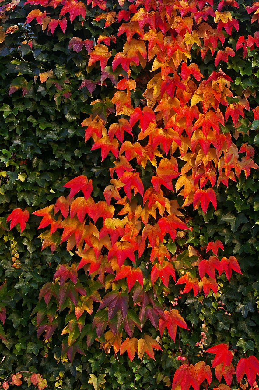 autumn fall foliage golden autumn free photo