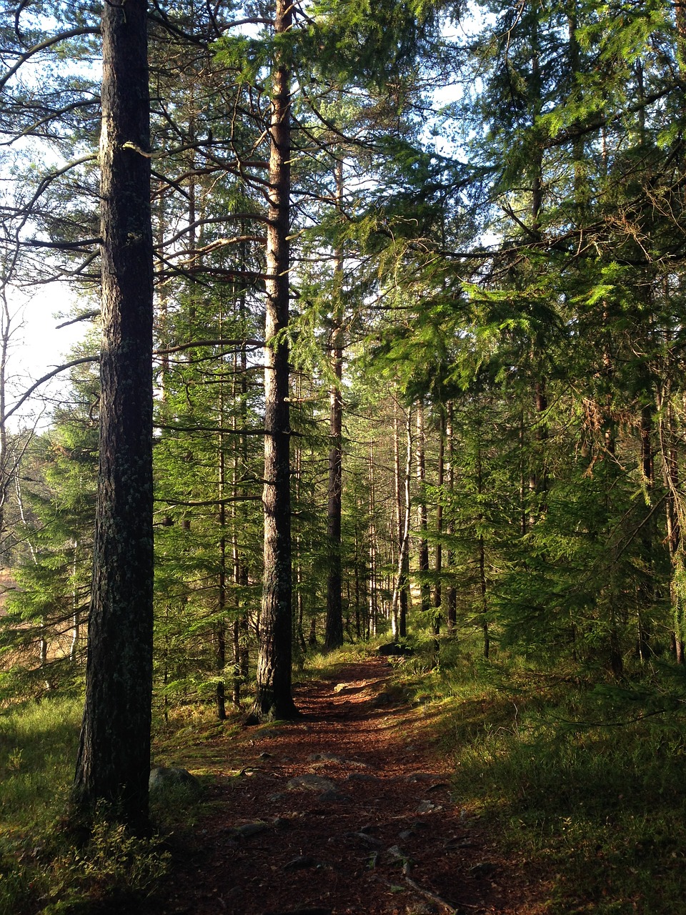 autumn forest nature free photo