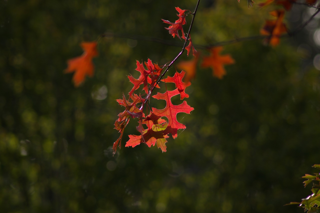 autumn colorful leaves colorful free photo