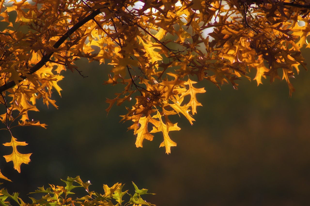 autumn fall foliage leaves free photo