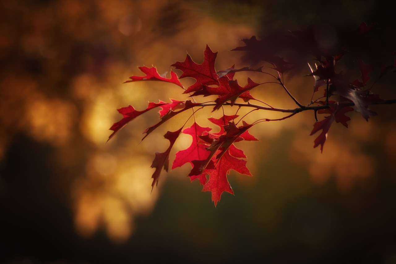 autumn leaves colorful free photo