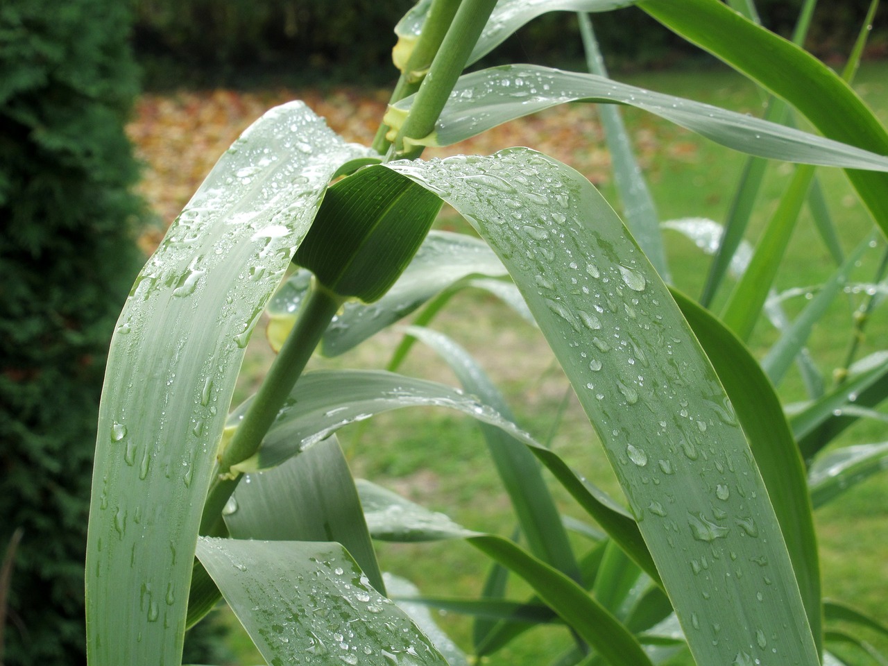 autumn after the rain raindrops free photo