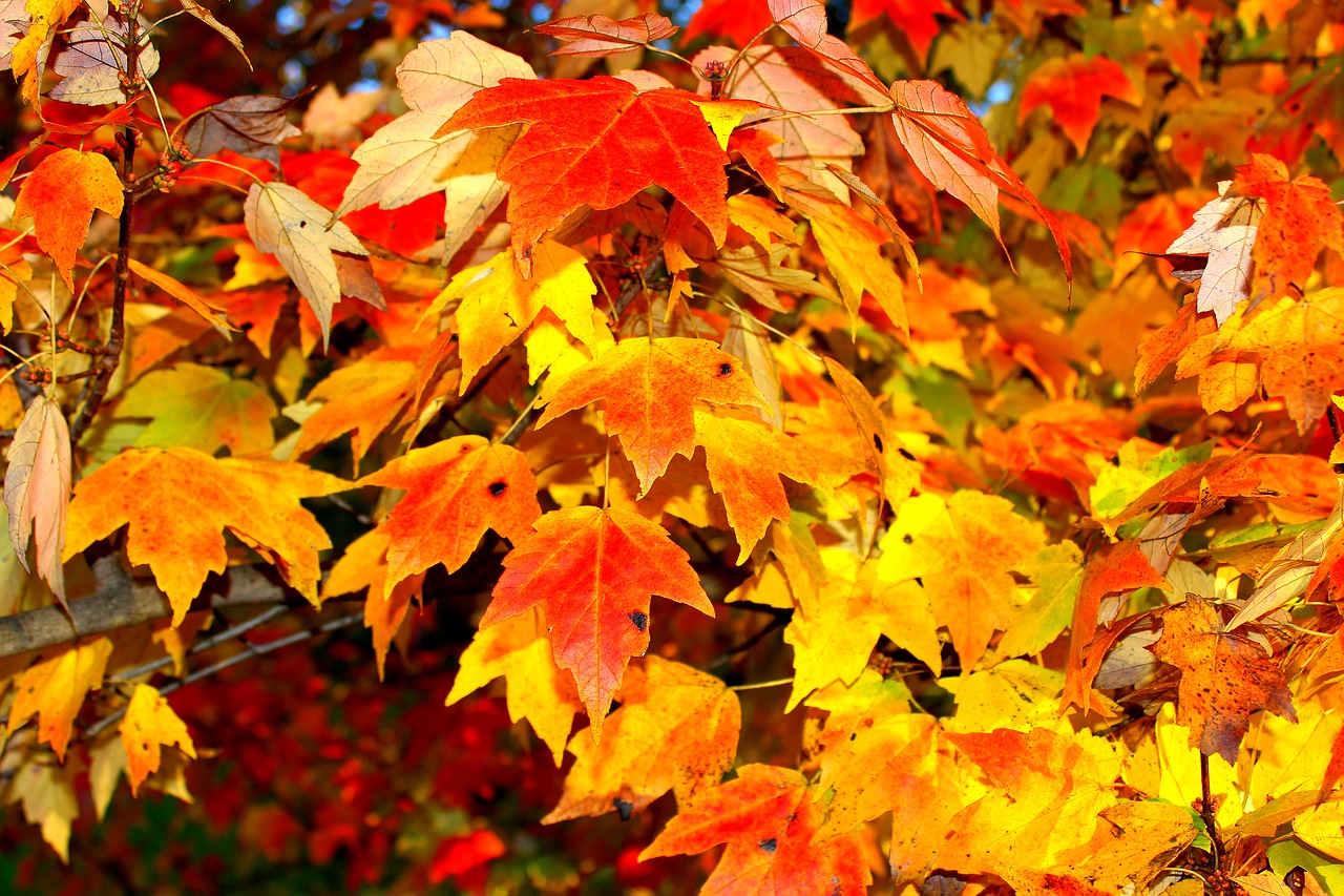 autumn leaves orange free photo