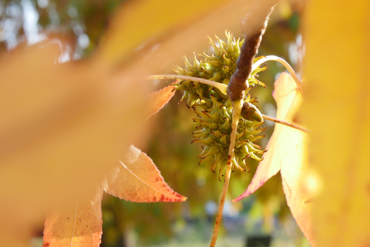 autumn fruit nature free photo