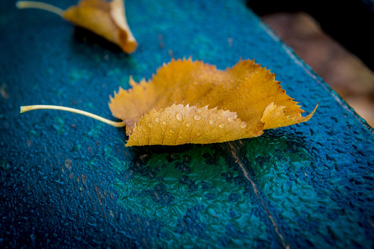 autumn foliage colors free photo