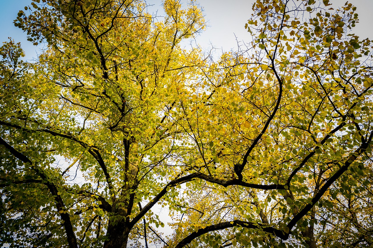 autumn foliage colors free photo