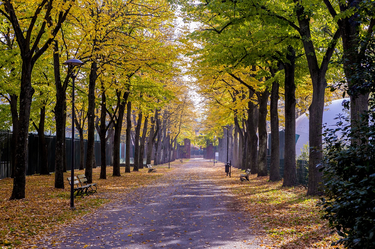 autumn foliage colors free photo