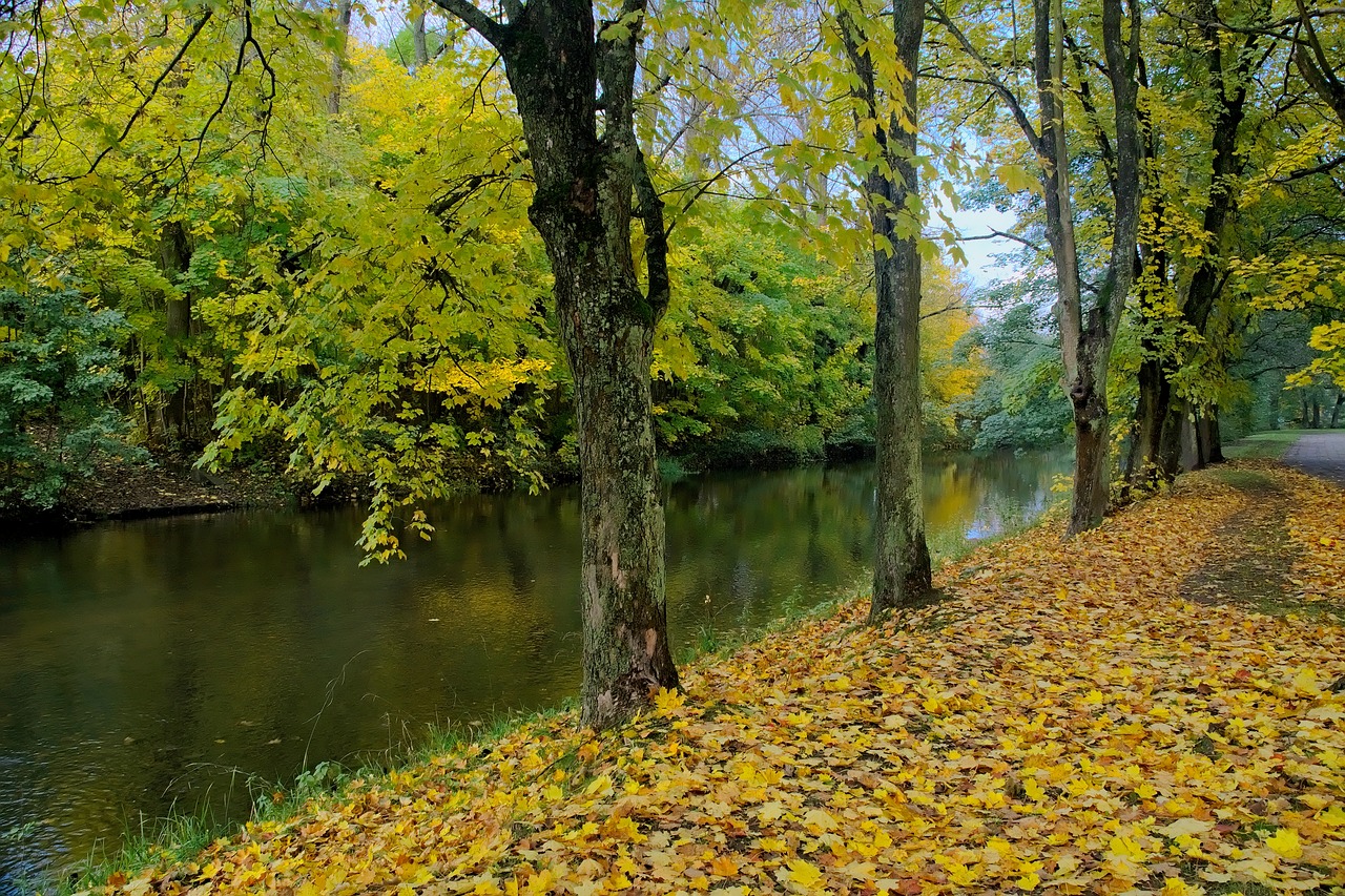 autumn autumn gold clone free photo