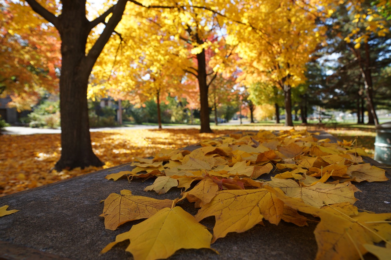 autumn thanksgiving halloween free photo