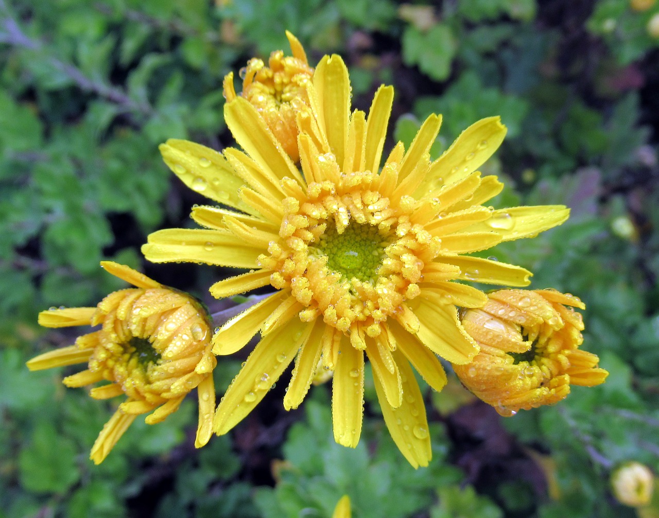 autumn rain chrysanthemum free photo