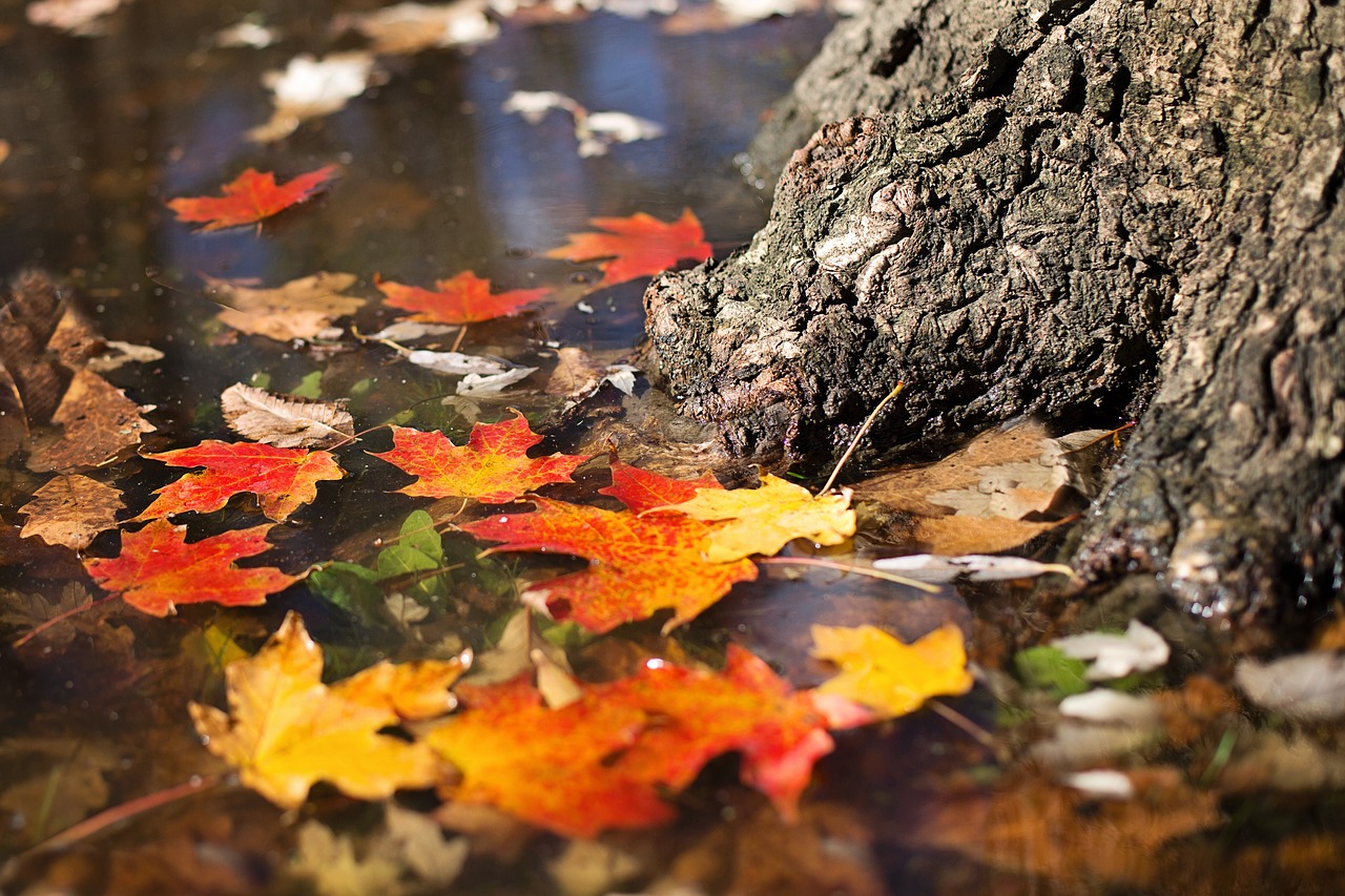 autumn fall leaves free photo