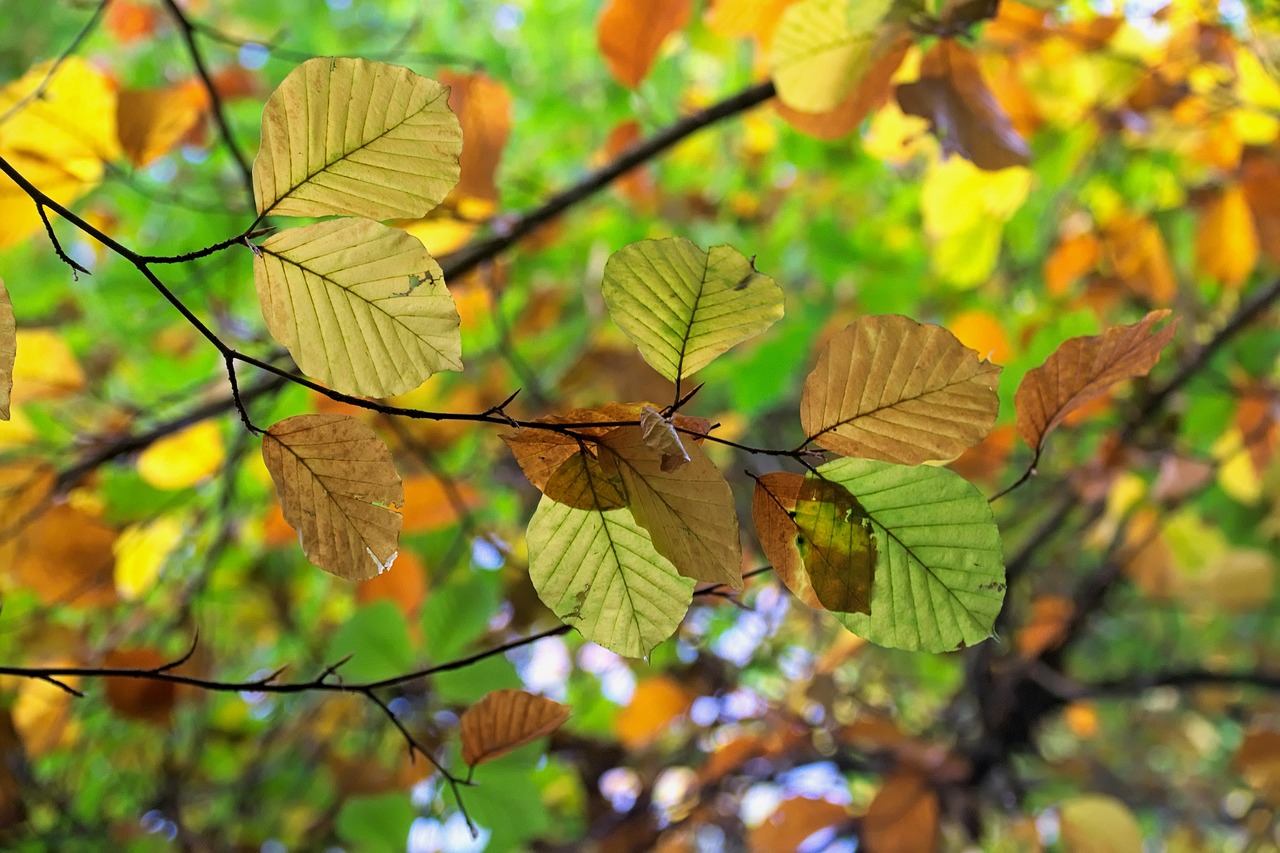 autumn autumn gold foliage free photo