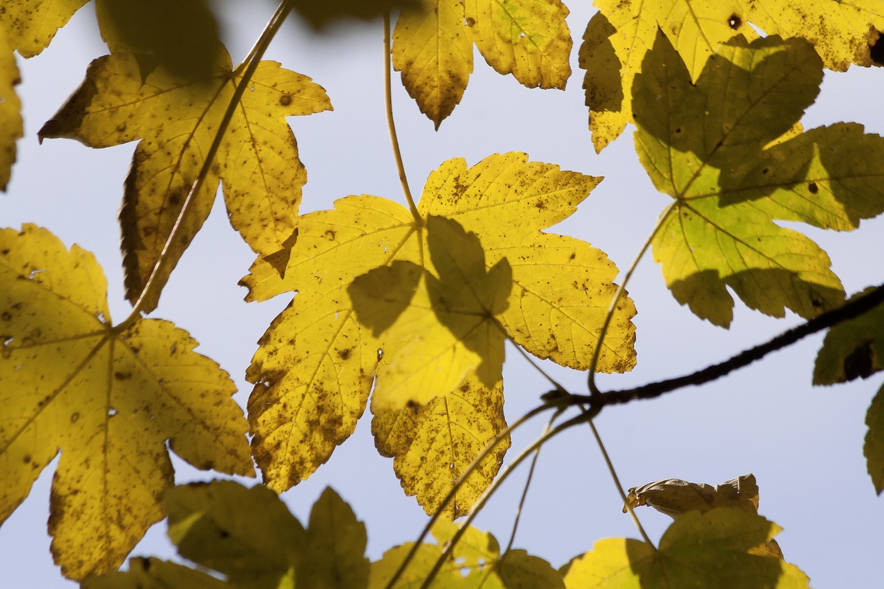 autumn maple leaves free photo