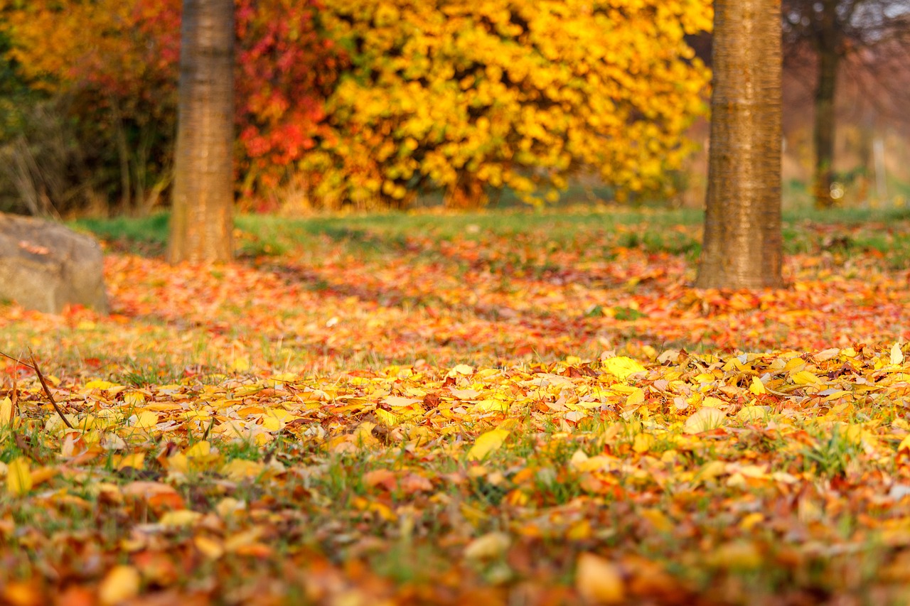 autumn leaves leaf free photo