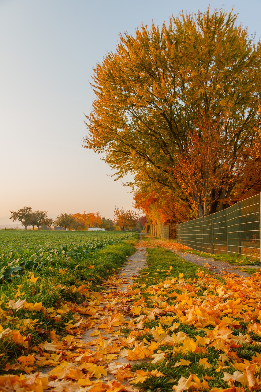 autumn leaves leaf free photo