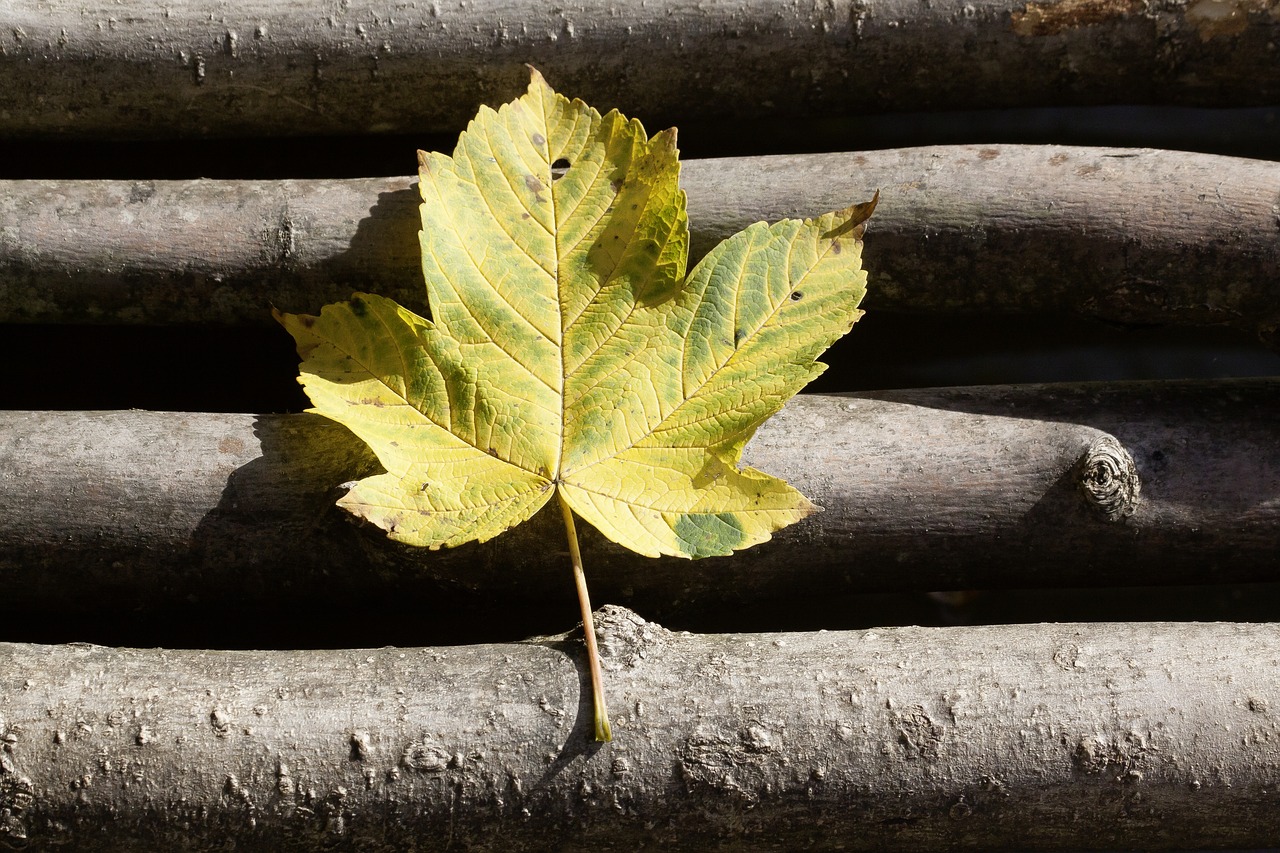 autumn leaf maple free photo