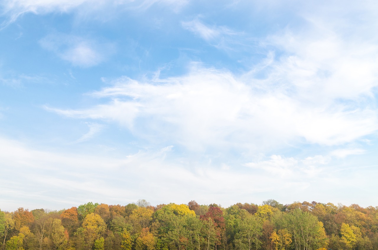 autumn forest green free photo