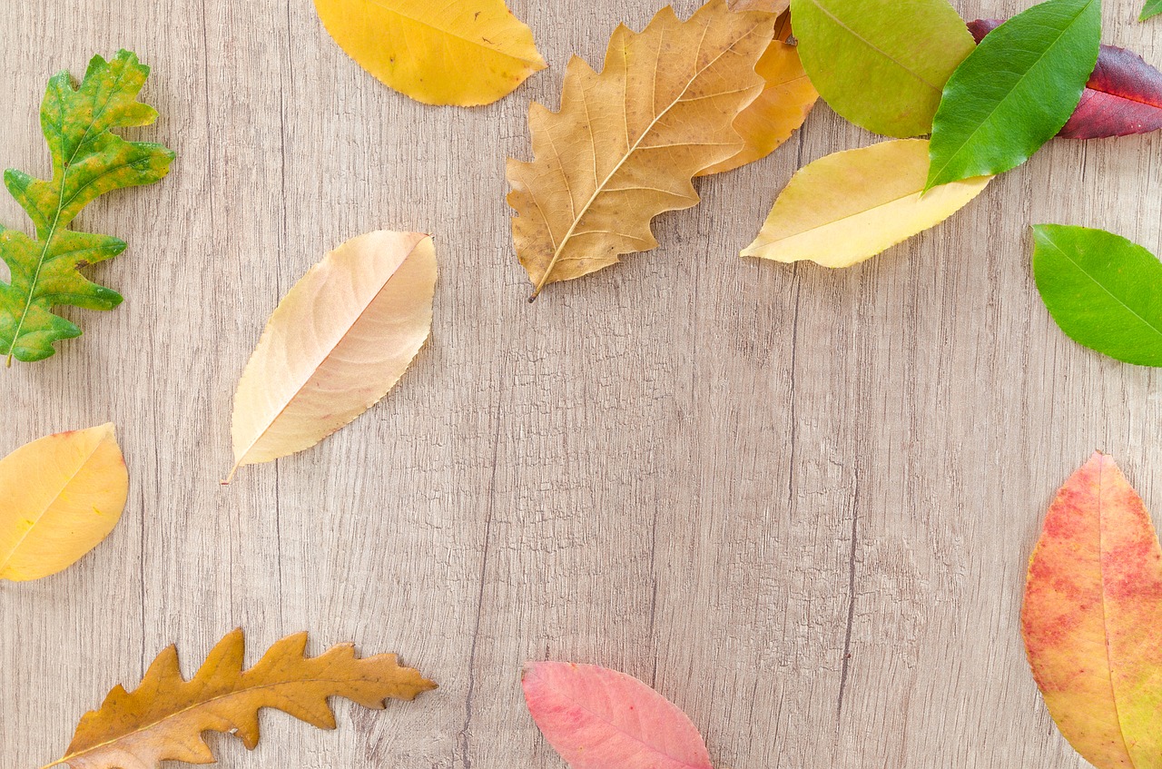 autumn orange nature free photo