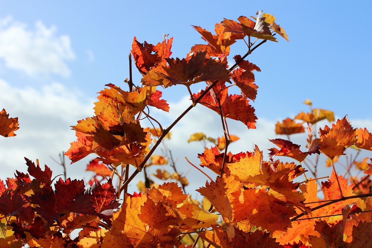 autumn vine leaves free photo