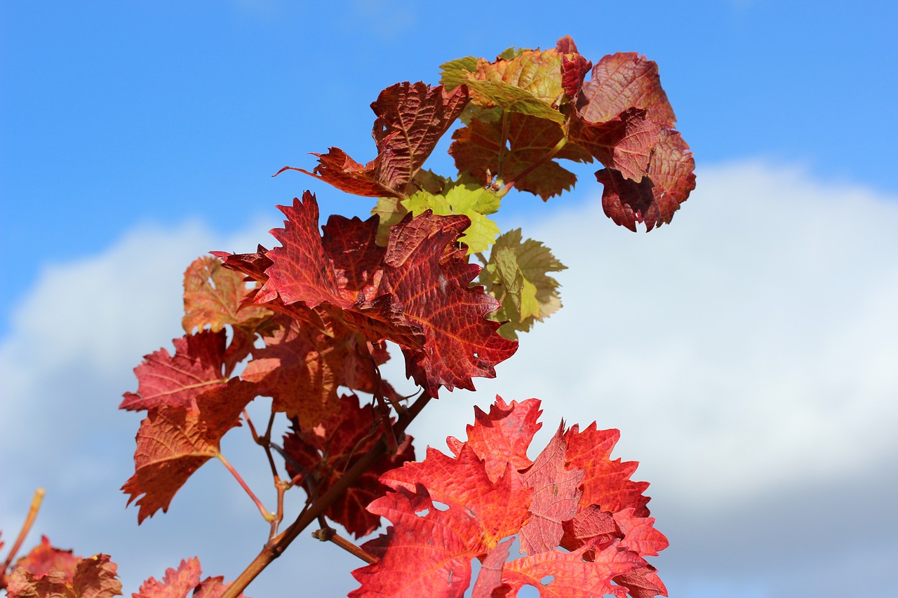 Осенние виноградные листья картинки