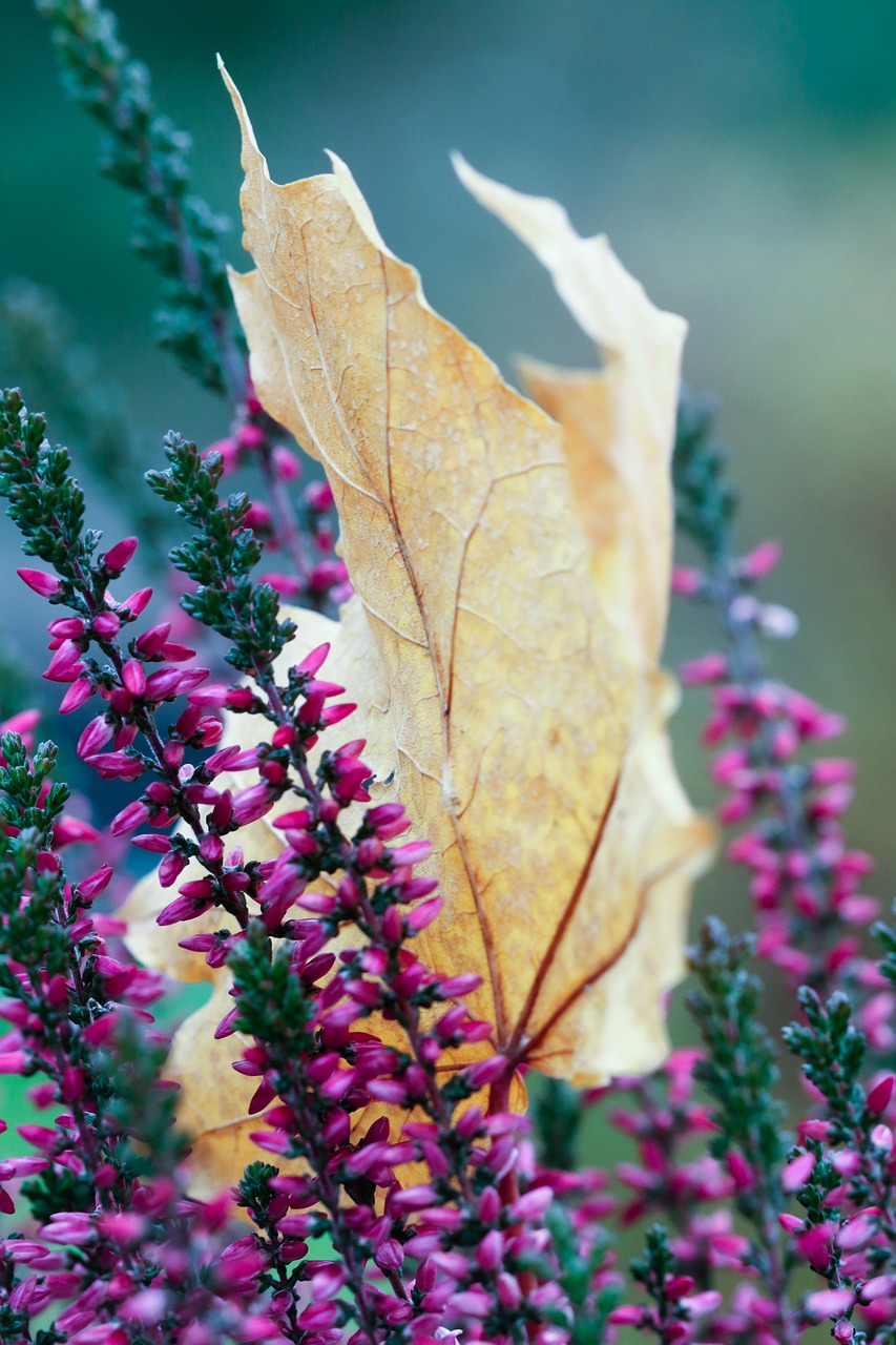 autumn heather leaf free photo