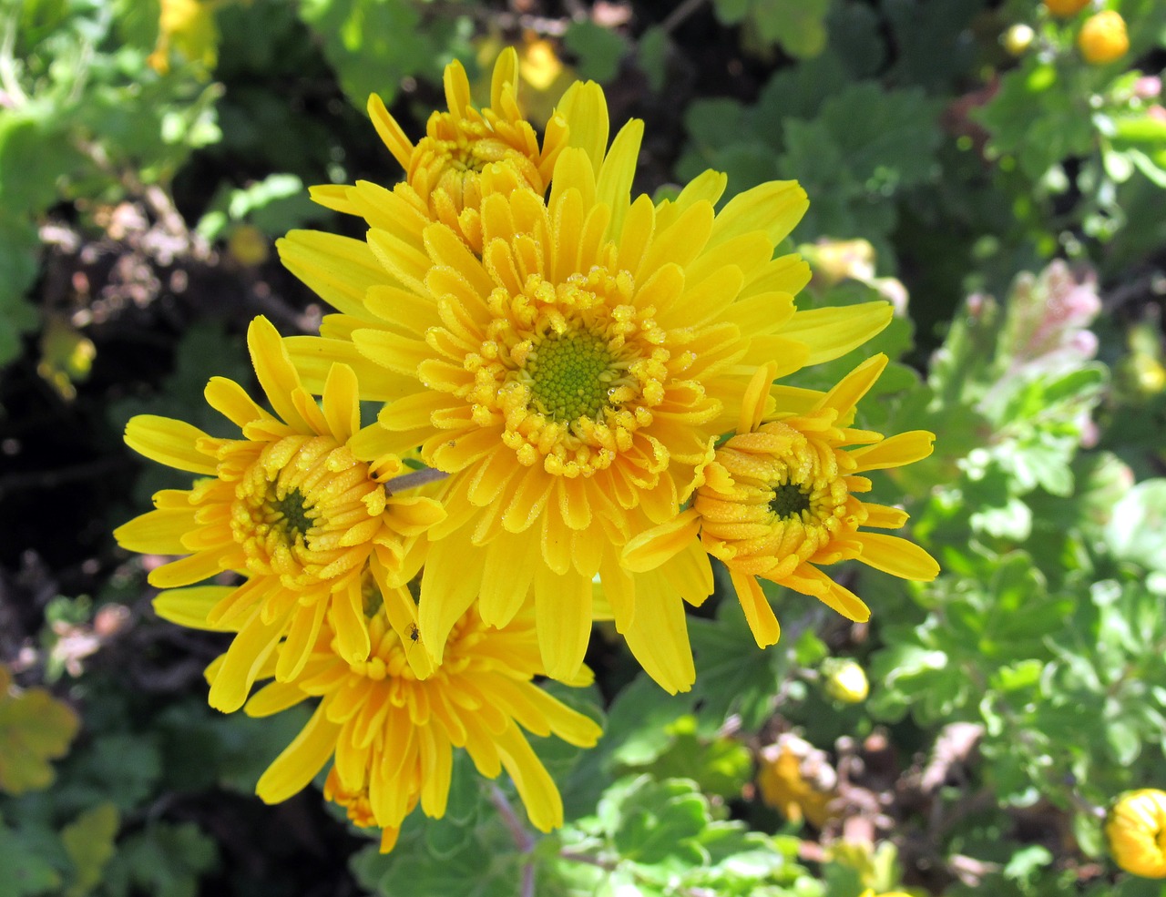 autumn garden chrysanthemum free photo