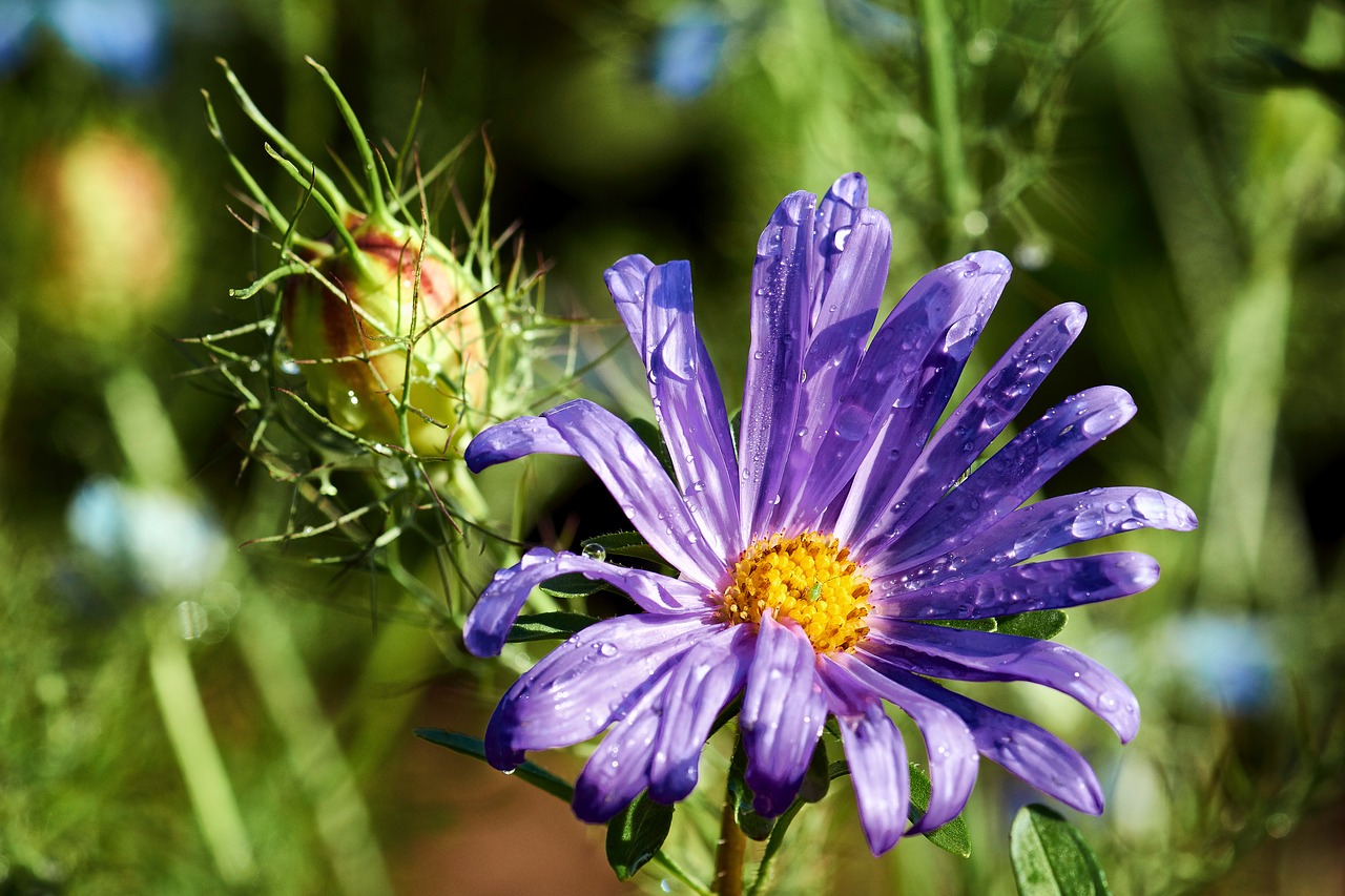 autumn aster rain free photo