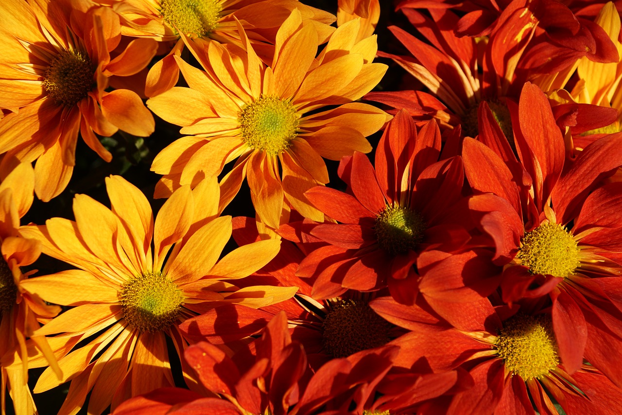 autumn asters colorful free photo