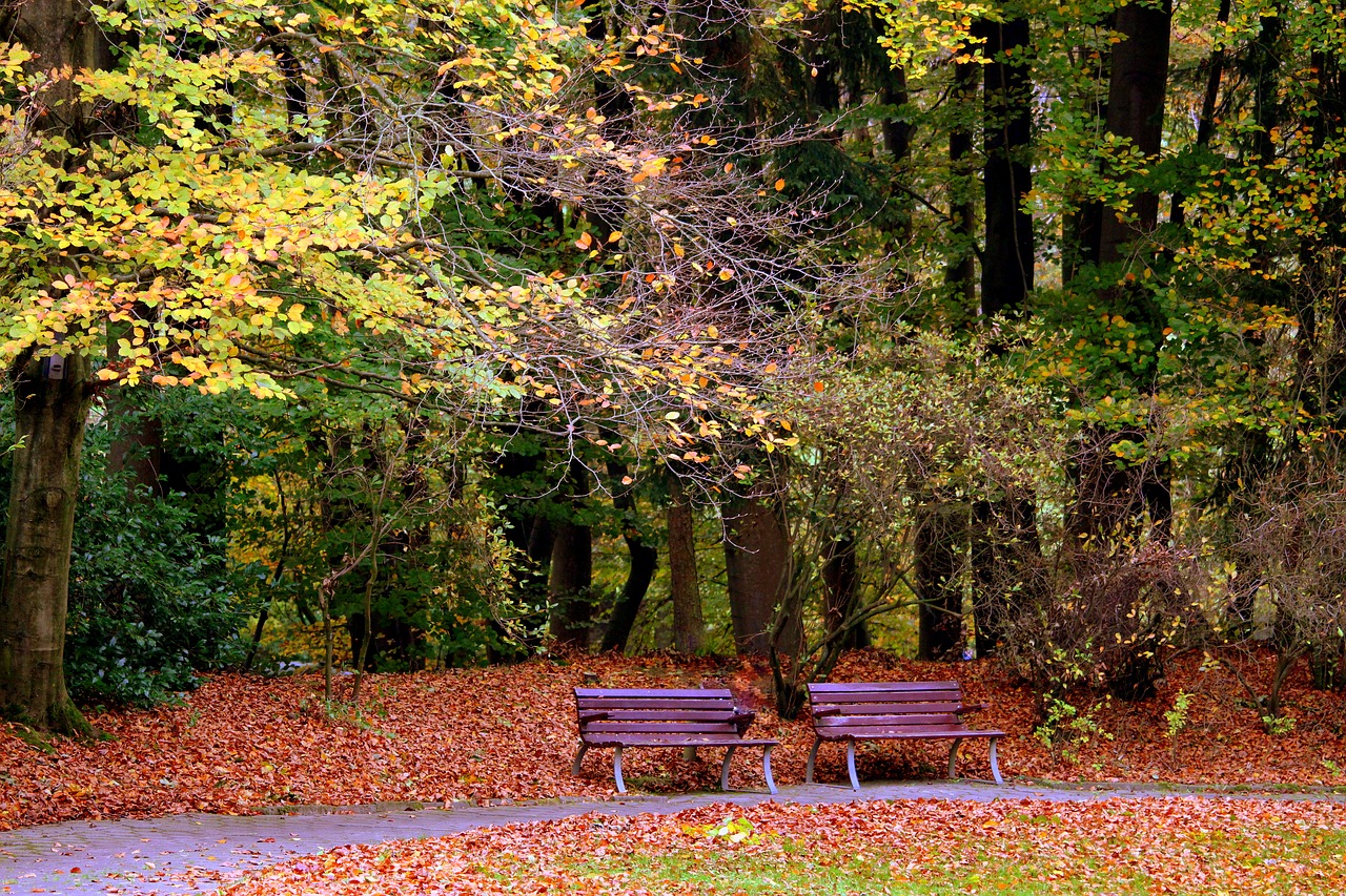 autumn bank benches free photo