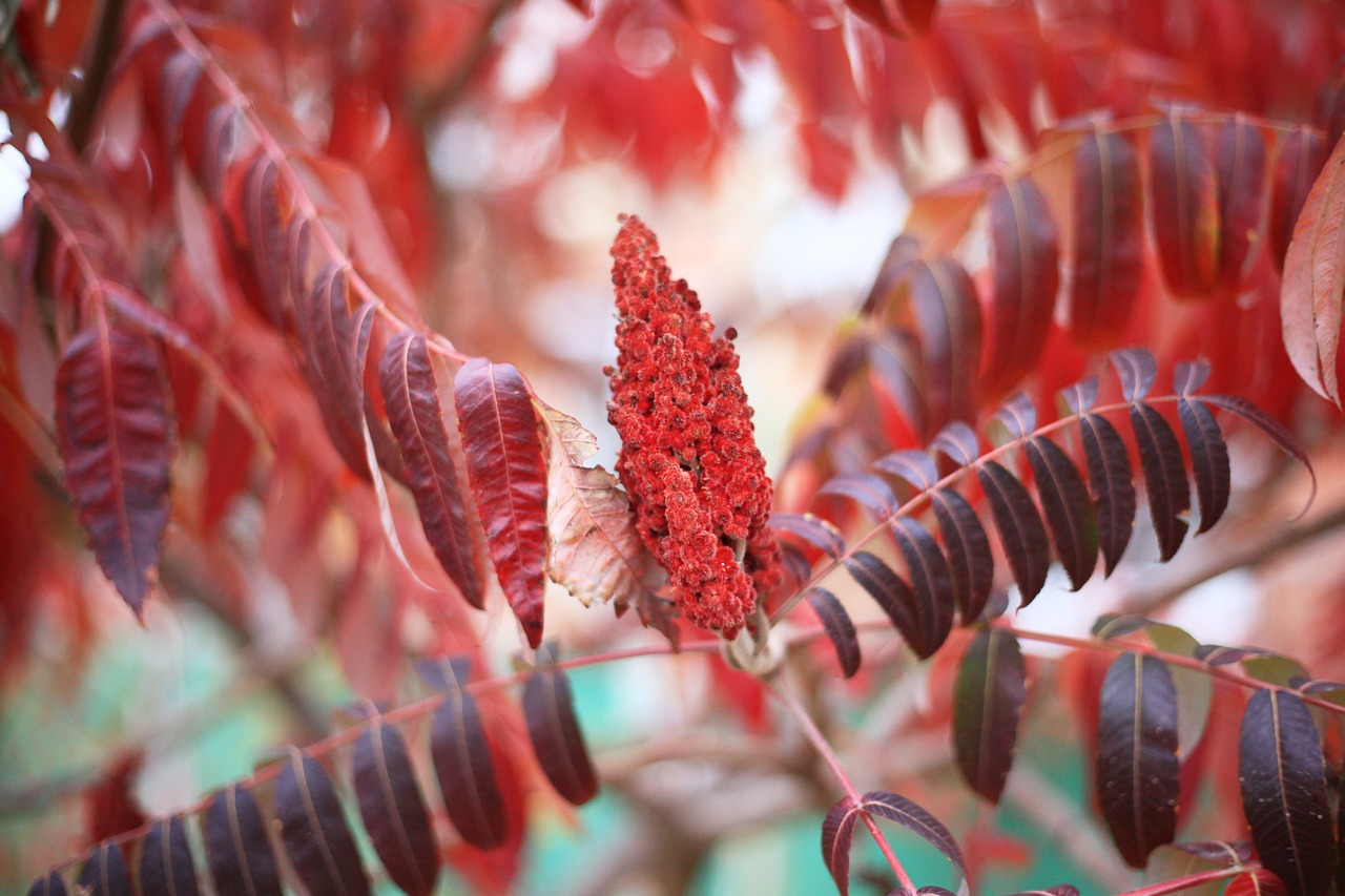 autumn red leaves autumn leaves free photo