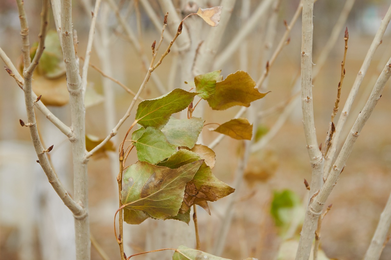 autumn leaves autumn leaf free photo