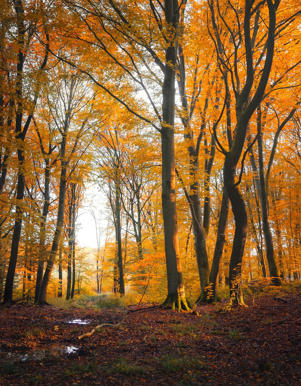 autumn forest leaf free photo