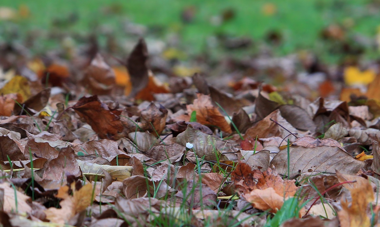 autumn flower season free photo