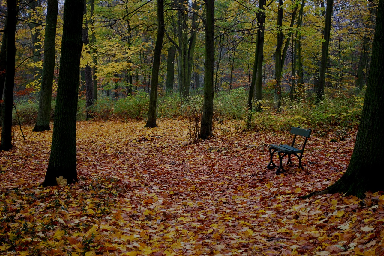 autumn foliage leaf free photo