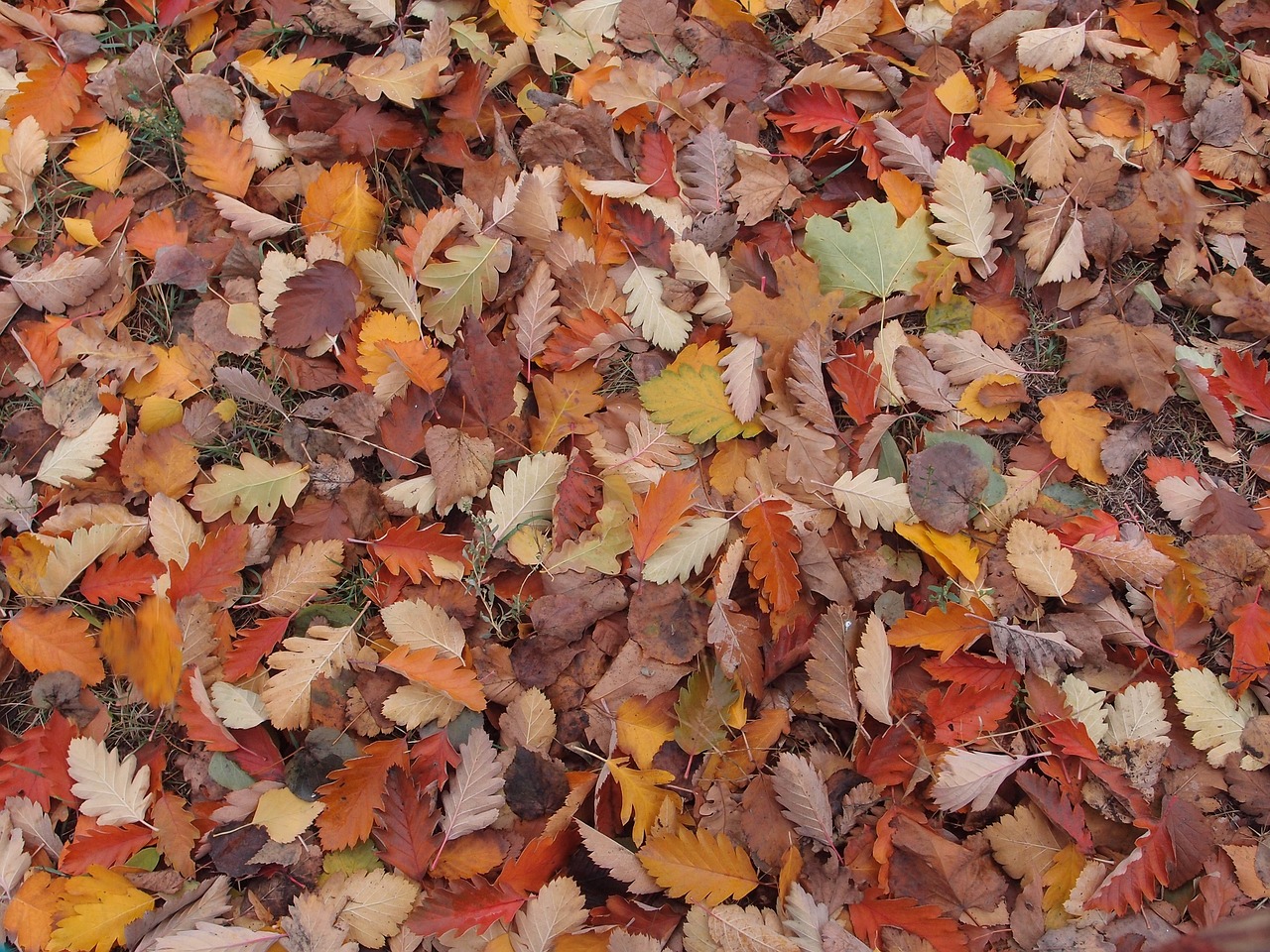 Текстура осенних листьев
