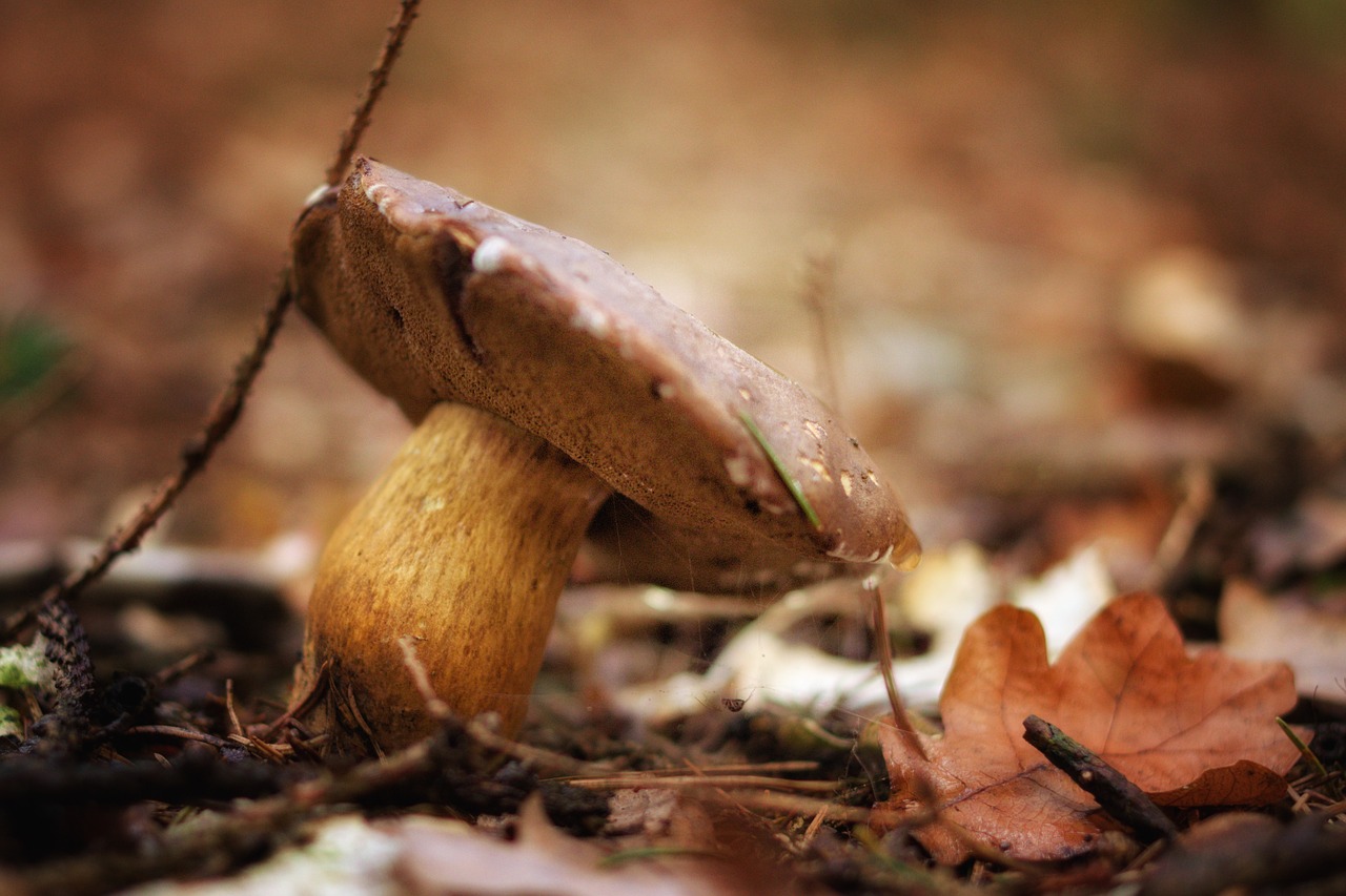 autumn mushroom forest free photo